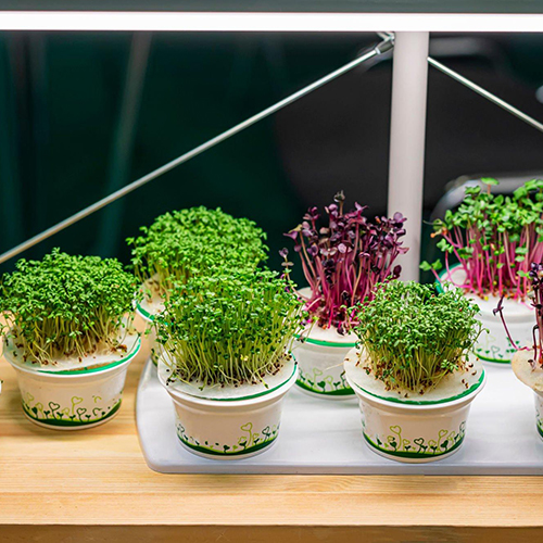How to Grow Nutritious Microgreens at Home?