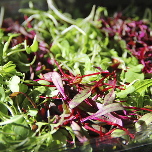 Maximizing Microgreens in Your Daily Diet: A Comprehensive Guide to Consumption