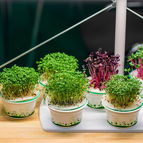 The Top 10 Healthiest Microgreens to Cultivate at Home