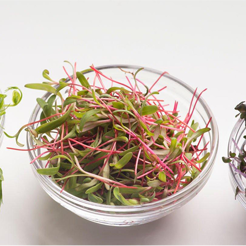 How Do You Eat Microgreens: Recipes, Flavor Profiles and Pairings