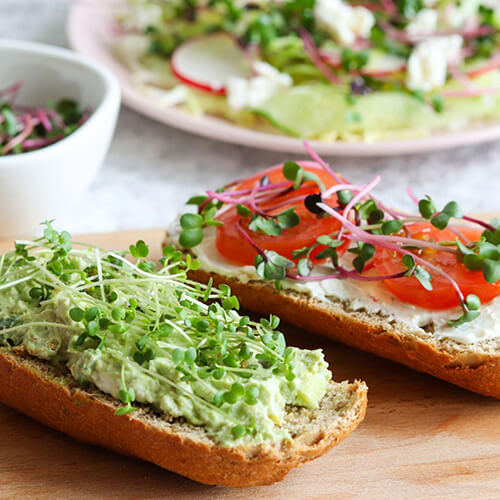 Nutritious Microgreen Recipes To Brighten Up Your Day