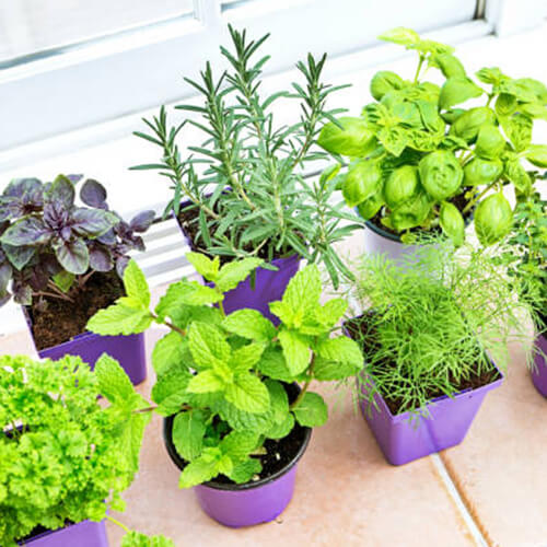 Expert Tips for Growing a Thriving Vegetable and Herb Garden