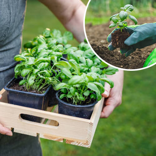 Unlock the Aromas of Nature: Herb Planting Instructions