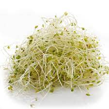 What is Alfalfa Microgreen and what are the health benefits of consuming them?