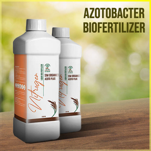 Azotobacter Biofertilizer: Comprehensive Guide on how to use and its Benefits